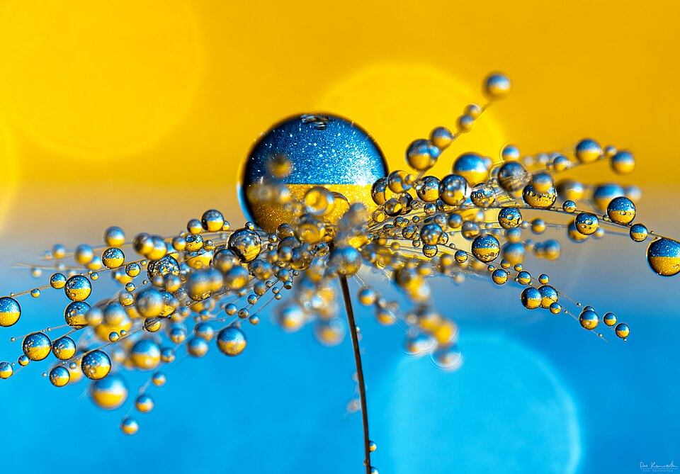 In a similar fashion to one of the first images I made in the Support for Ukraine series, here we have a dandelion seed as the foundation for water droplets, refracting the image of the Ukrainian flag in the background. This time, sheets of sparkling paper were used. This makes for a lively effect, 