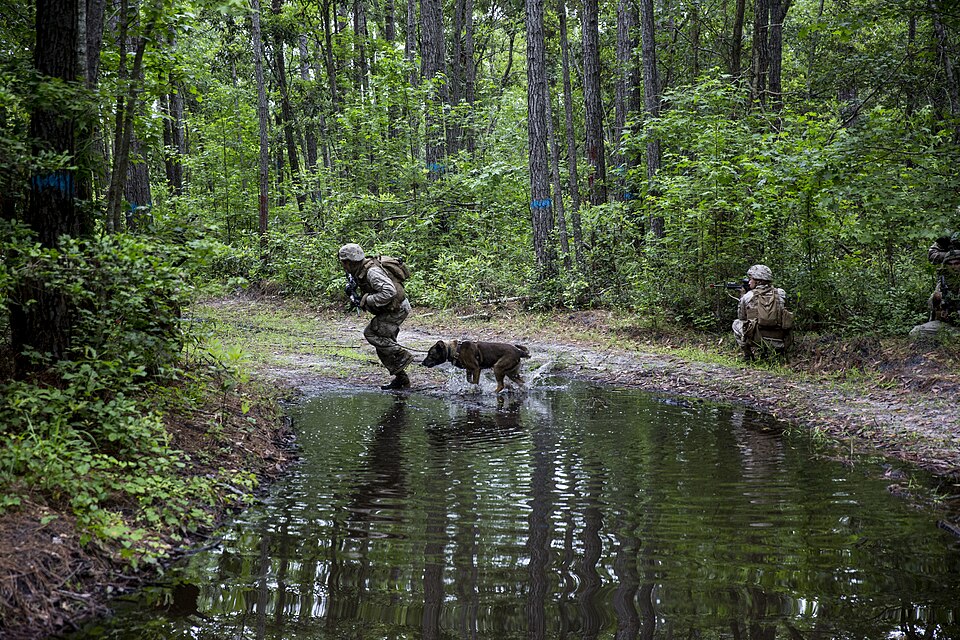 A military dog handler with Battalion Landing Team 2/6 sprints across a stream with his search dog while another posts security during a Tactical Recovery of Aircraft and Personnel (TRAP) exercise, aboard Camp Lejeune, N.C., June, 5, 2015. Marines with the 26th Marine Expeditionary Unit were given a