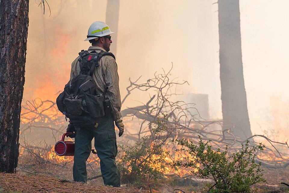 A firefighter pauses to observe the burn. 
Kyle Sullivan, BLM

On Thursday, April 27, 2023, the BLM Medford District conducted a 90-acre prescribed fire. Prescribed fire is a planned and carefully managed fire deliberately set under controlled conditions to reduce the buildup of flammable material, 