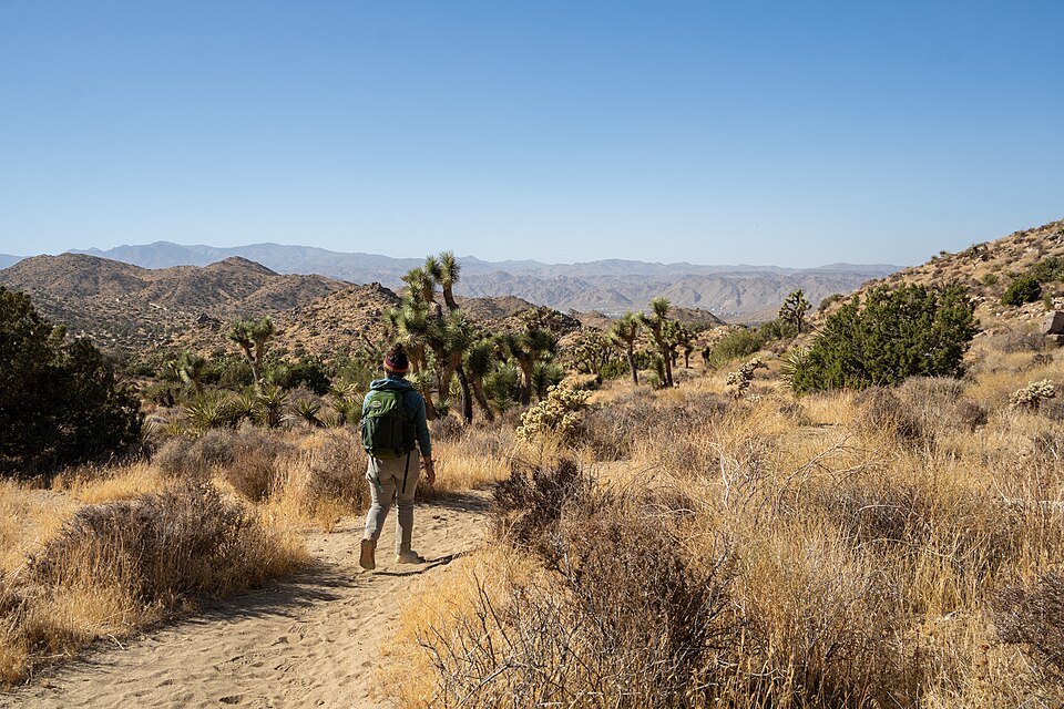 A visitor hikes the California Riding and Hiking Trail near the Black Rock Canyon Trailhead.
NPS / Samantha Laarman

Alt Text: A person hikes a trail with large shrubs and Joshua trees.