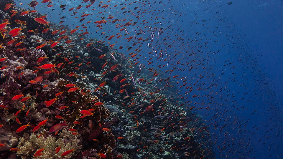 500px provided description: Participating in a huge feeding aggregation, the massive amount of anthias make some of the visually dramatic scenes on the reef. Anthias live in harems consisting of one dominant male, a few lesser males, juveniles and a cluster of females. All anthias are hermaphrodites