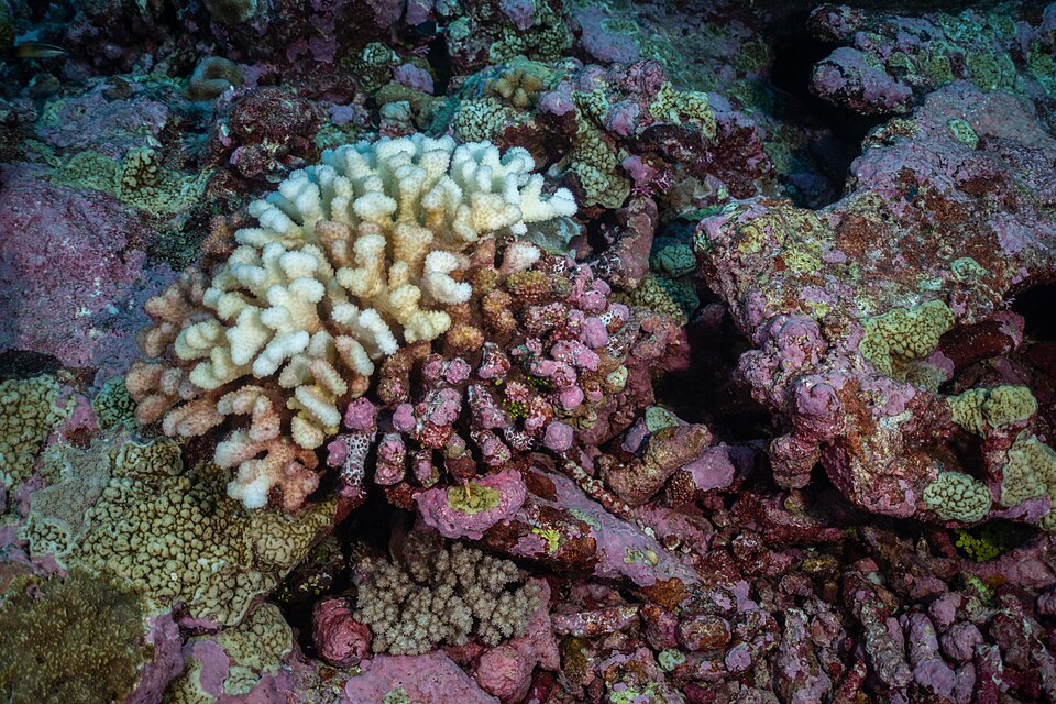 The bright white feeding scar on part of a coral is a sign that the crown-of-thorns starfish is nearby in the waters of Palmyra Atoll National Wildlife Refuge, April 12 2023. USFWS photo: Ryan Hagerty
To find the spiked, predatory starfish, divers in the middle of the Pacific Ocean looked for the br