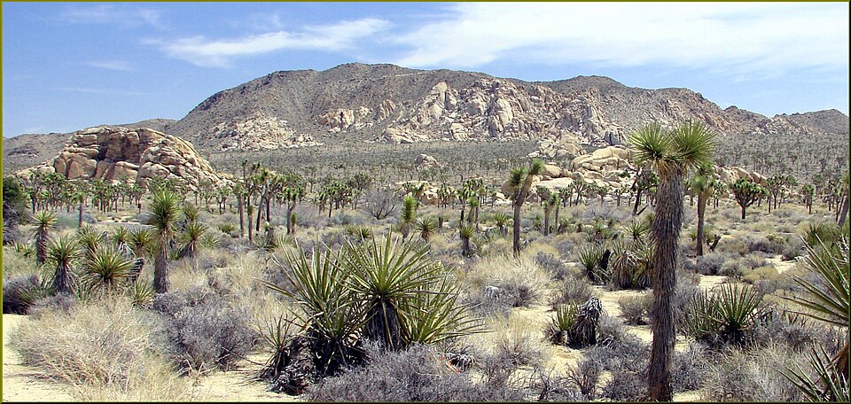 (1 in a multiple picture set)
This is a great example of the open spaces, Joshua Tree groves, and rock formations one will see when they drive through the park. When I first crossed the desert back in 1960, I saw nothing but desolation.  Now that I've had years to explore it, I find great beauty in 
