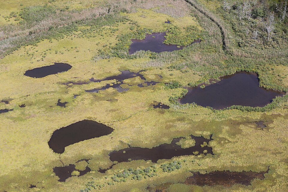 Hurricane Sandy severely damaged coastal marsh areas at Long Island refuges after neighboring barrier islands were breached by storm surge. This aerial view of the visitor center and surrounding area begins to document improved marsh restoration methods tested at the Wertheim National Wildlife Refug