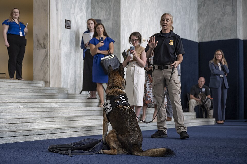 WASHINGTON (July 10, 2024) Working canines and their handlers from multiple Department of Homeland Security Agencies, participate in a DHS Working Canine Showcase on the Hill, at the Rayburn House Office Building in Washington, D.C. (DHS photo by Mikaela McGee)