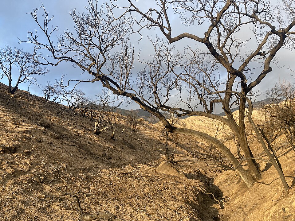 Eaton Fire burn scar near Chaney Trail in Altadena, California, approximately 4.5 weeks from the fire. This photo was taken just prior to a large storm, with only two relatively small storms occurring sine the fire leaving the landscape basically unchanged since it burned. Larger burnt shrubs are la