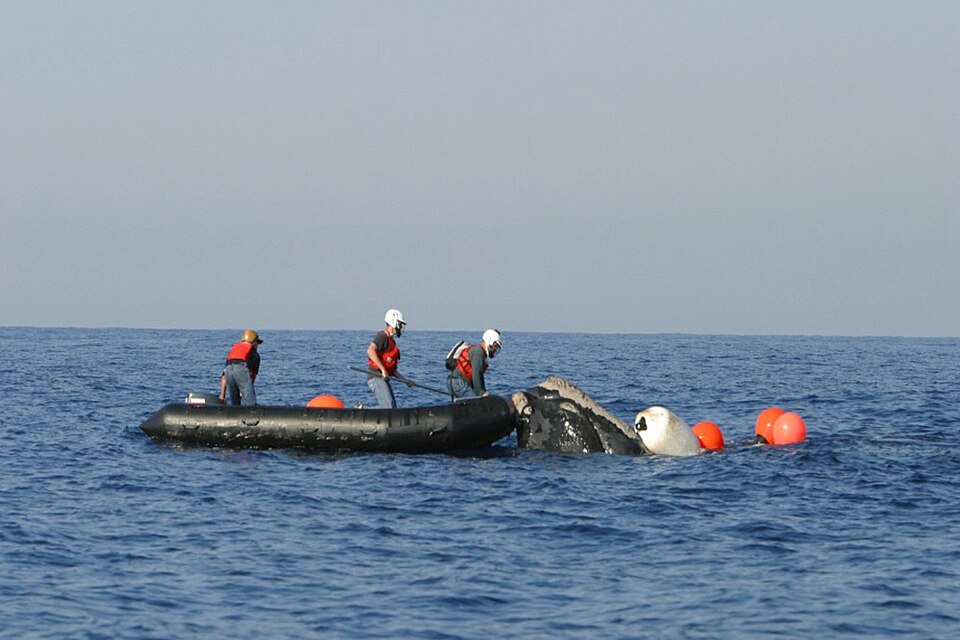 NOAA Fisheries is responsible for the Large Whale Disentanglement Program which conducts disentanglement operations, research, and management to enhance the recovery of large whale species. In this photo taken off the coast of Jacksonville, Florida, NOAA staff and external partners perform close ope