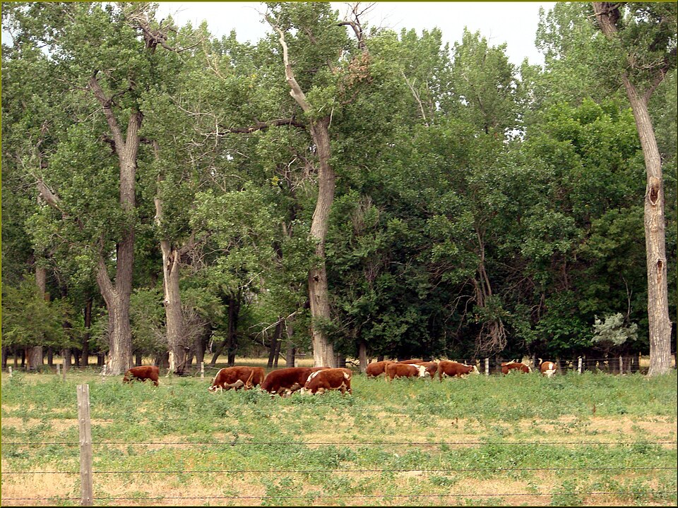 (1 in a multiple picture set)
These animals were grazing in a pasture on Buffalo Bill Cody's "Scouts Rest Ranch." Perhaps they descended from the herd that he kept here.