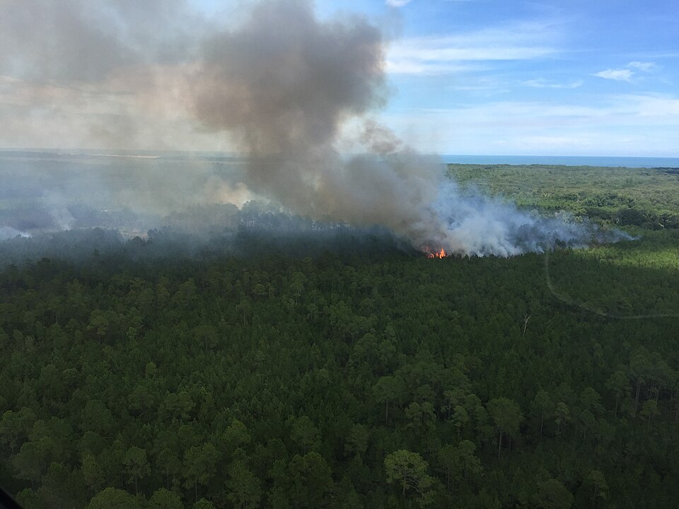 aerial photograph with dark smoke rising above orange flames along the front of the fire in pine, palmettos, and oak scrub forest
The active front of the fire can be seen burning in the palmettos, pine, and oak scrub forest.
Keywords: Cumberland Island National Seashore; cumberland island; Whitney F