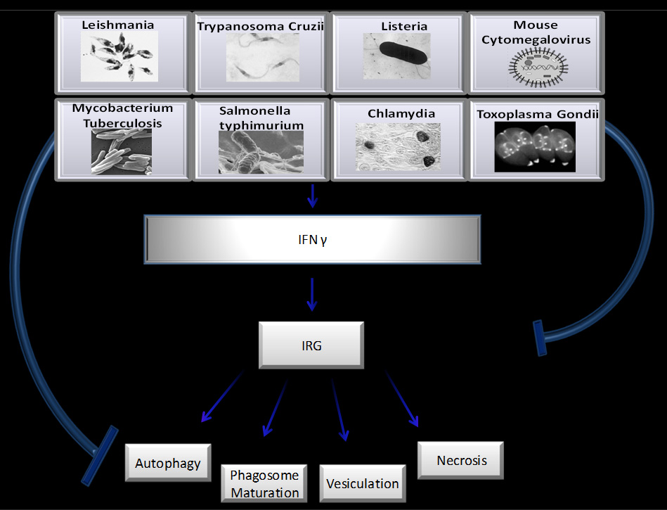 Chlamydia trachomatis inclusion bodies (brown) in a McCoy cell culture