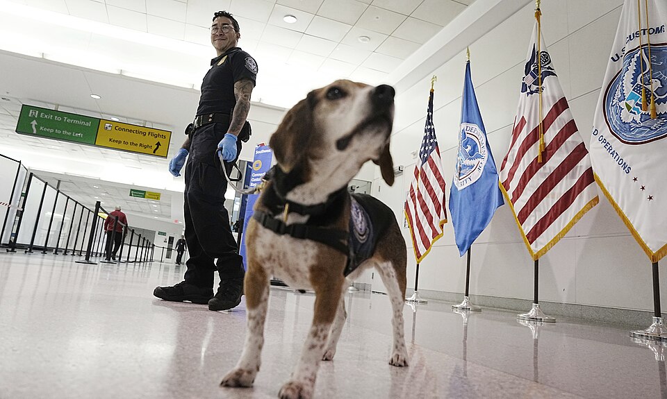 A U.S. Customs and Border Protection Office of Field Operations agriculture specialist and his beagle, “Dallas,” screen the luggage of international travelers as they depart baggage claim at Baltimore/Washington International Thurgood Marshall Airport February 27, 2025. CBP Photo by Glenn Fawcett