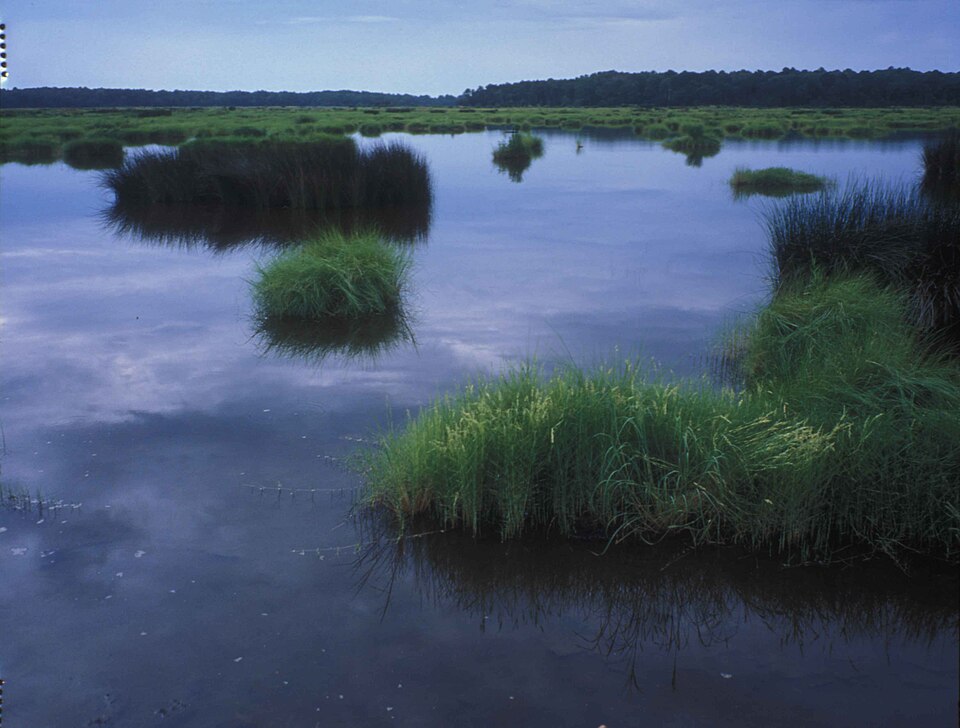 Image title: Wetland area with water and vegetation
Image from Public domain images website, http://www.public-domain-image.com/full-image/nature-landscapes-public-domain-images-pictures/wetlands-and-swamps-public-domain-images-pictures/wetland-area-with-water-and-vegetation.jpg.html