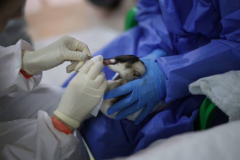 Birds treatment by volunteers after 2024 Black Sea oil spill