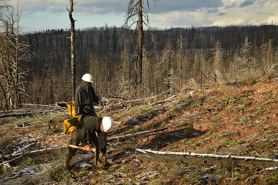 Dixie National Forest Plants 98,633 Trees Restoring Wildfire Areas (Spring, 2016). 
The Dixie Nation