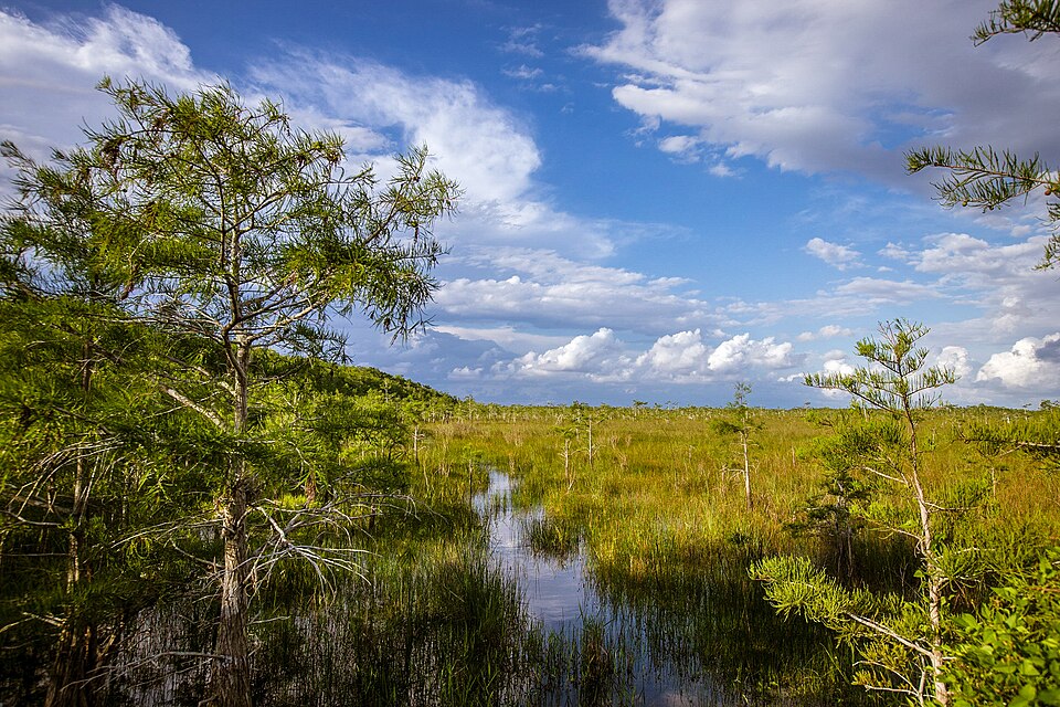 Water in south Florida once flowed freely from the Kissimmee River to Lake Okeechobee and southward over low-lying lands to the estuaries of Biscayne Bay, the Ten Thousand Islands, and Florida Bay. This shallow, slow-moving sheet of water covered almost 11,000 square miles, creating a mosaic of pond
