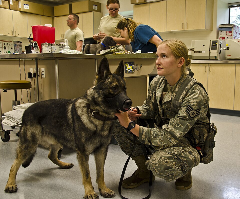 Air Force Staff Sgt. Mary Boyer, a military working dog handler with the 627th Security Forces, 627th Airbase Group, comforts Miki, Boyer's working dog, while Boyer gets the OK to return Meki to light duty from Capt. Jennifer McNaught, a veterinary corps officer at the Pacific Northwest District Vet
