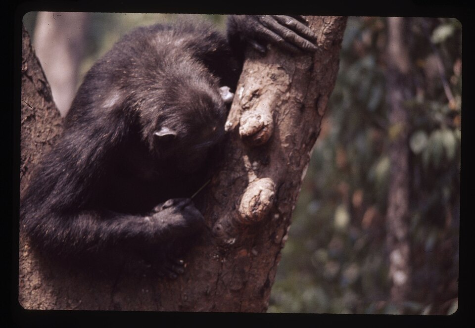 35 mm slide; color. Scientific Classification: Kingdom: Animalia; Phylum: Chordata; Class: Mammalia; Order: Primates; Family: Pongidae; Genus: Pan; Genus species: Pan troglodytes. Animal characteristics: Head-Body Length: 68-94 cm; Height: 120-170 cm; Weight: Males 50-70 kg; Identification: Chimpanz