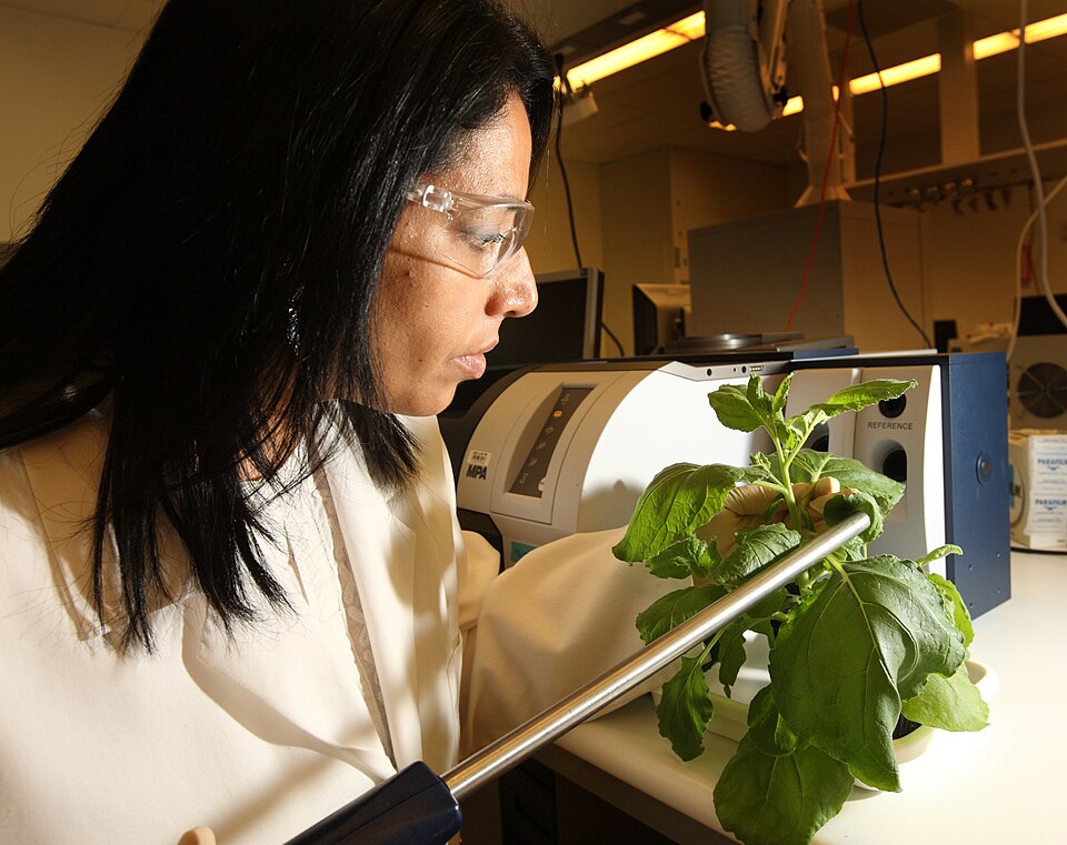 Sandia's Seema Singh is the Director of Material Science-Biomass Pretreatment Dynamic Studies at the Joint Bioenergy Institute in Emeryville,  CA
The new center led by Lawrence Berkeley National Laboratory, University of California campuses in Berkeley and Davis, and Stanford University. Research at