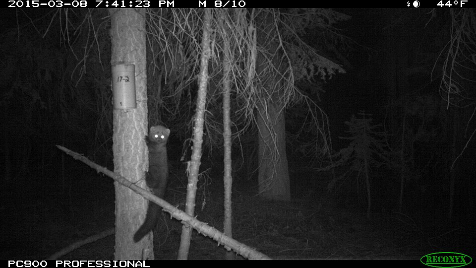 BLM using satellites to study fishers in southern Oregon
By Toshio Suzuki, April 14, 2016
Capturing a fisher in an Oregon forest can be tricky work. 
First off, there aren’t many of them. 
Secondly, the cat-sized mammal sports retractable claws and a heart rate that can climb to 300 beats per minute
