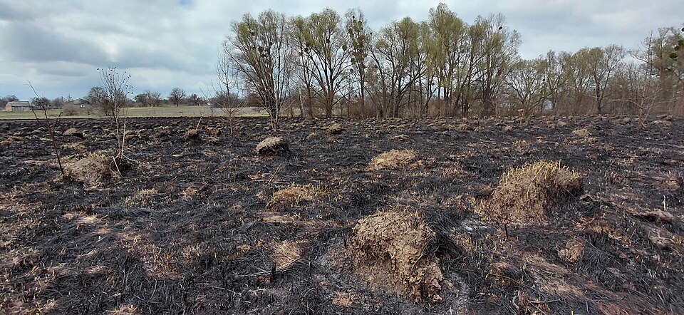 Дейманівський, Пирятинський р-н, заплава р. Удай між селами Дейманівка і Шкурати